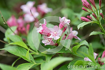 Old-fashioned Weigela florida, rosey-pink tubular flowers Stock Photo